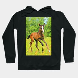 Horses Dogs Cats Pets & Farm animals 201 2020 Hoodie